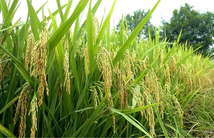 水稻种子猫牙玉针图片