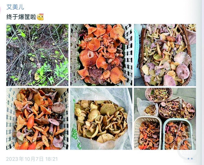     “菌友”“艾美儿”捡的各种菌子  本文图片均为受访者供图