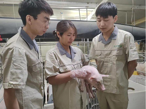 （承包员工田秋灵与合伙员工现场图 牧原股份供图）