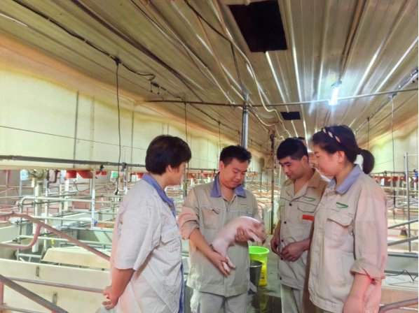 （承包员工霍家乐与合伙员工现场图 牧原股份供图）