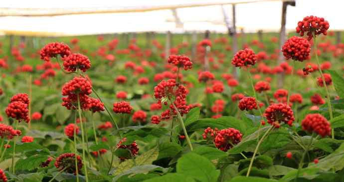 吉林长白山人参良种繁育基地（吉林省参茸办公室供图）