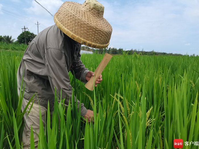 　海南波莲科技有限公司育种基地里，水稻遗传智能育种技术繁育的水稻。记者 利声富 摄