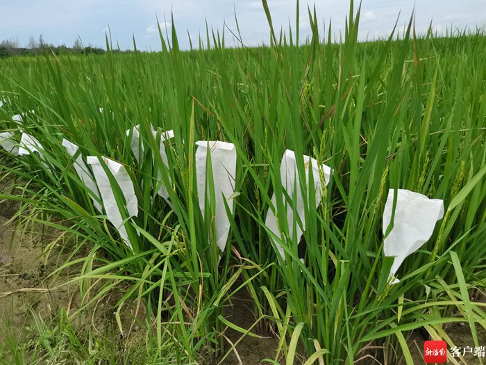 　海南波莲科技有限公司育种基地里，水稻遗传智能育种技术繁育的水稻。记者 利声富 摄