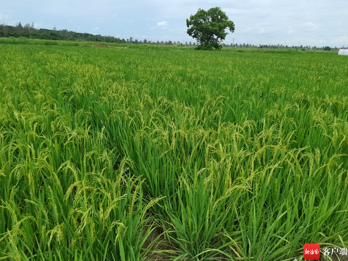 　　海南波莲科技有限公司育种基地里，水稻遗传智能育种技术繁育的水稻。记者 利声富 摄