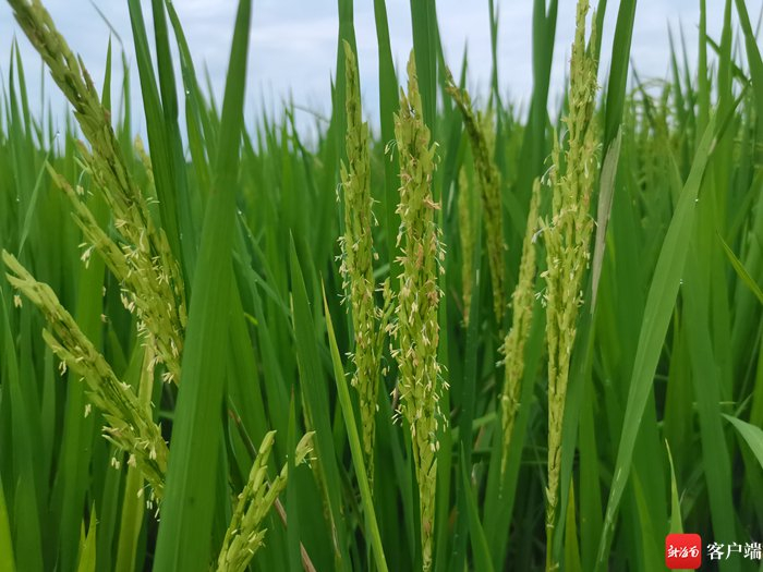 海南波莲科技有限公司育种基地里，水稻遗传智能育种技术繁育的水稻。记者 利声富 摄