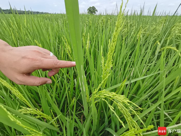 　海南波莲科技有限公司育种基地里，水稻遗传智能育种技术繁育的水稻。记者 利声富 摄