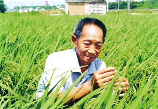 袁隆平当年在研究杂交水稻.(摄影:王精敏)