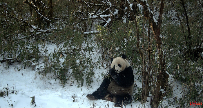 ▲大熊猫国家公园成都片区的大熊猫
