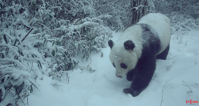 ▲大熊猫国家公园成都片区的大熊猫