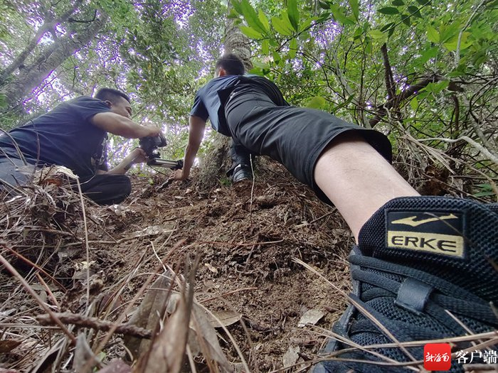 秘境寻踪摄制团队在雅加大岭拍摄雅加松。秘境寻踪摄制组供图