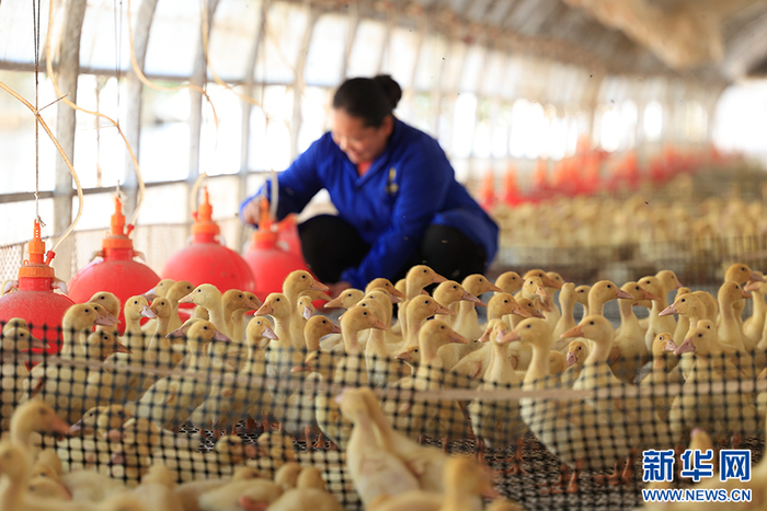 工作人员在鸭棚里检查鸭子情况（摄于5月18日）。新华网 赵普凡 摄