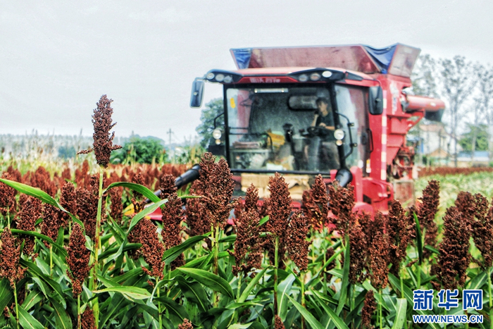 河南柘城:万亩高粱喜丰收-新华网河南频道