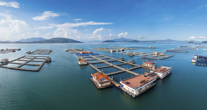 宁德三都澳白基湾海域的新型大黄鱼养殖渔排(无人机照片,7月17日摄).