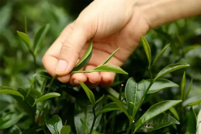 采茶女在采摘新鲜的茶叶