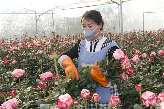 粉荔枝玫瑰，秦蒙琳 陈应国 摄