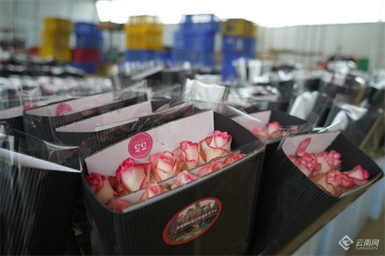 云南青恋农业鲜花种植基地，杨萍摄