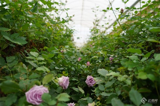 云南青恋农业鲜花种植基地，杨萍摄
