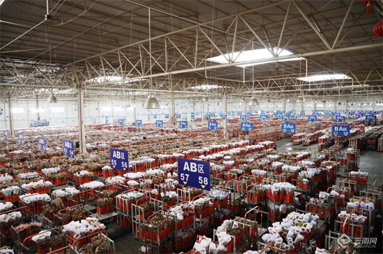 昆明花拍中心 王淑娟 摄