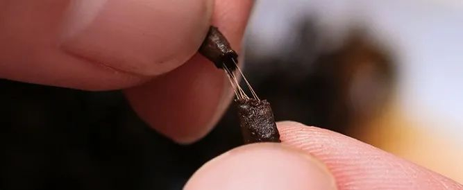 肉眼可见的胶质