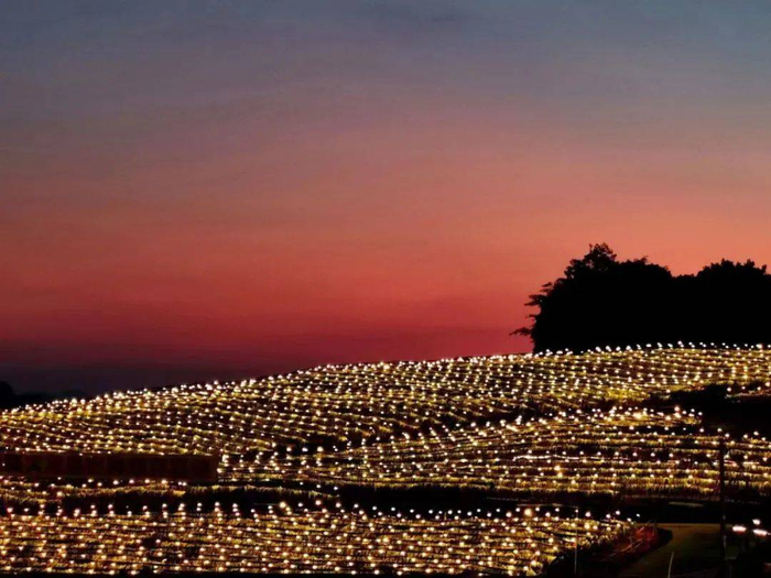 ▲火龙果基地星星点点，“灯光星海”颇为壮观。金穗生态园供图