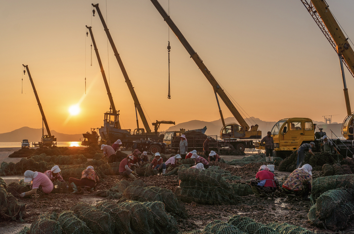 码头上正在分拣生蚝的工人们，时代财经王莹岭摄