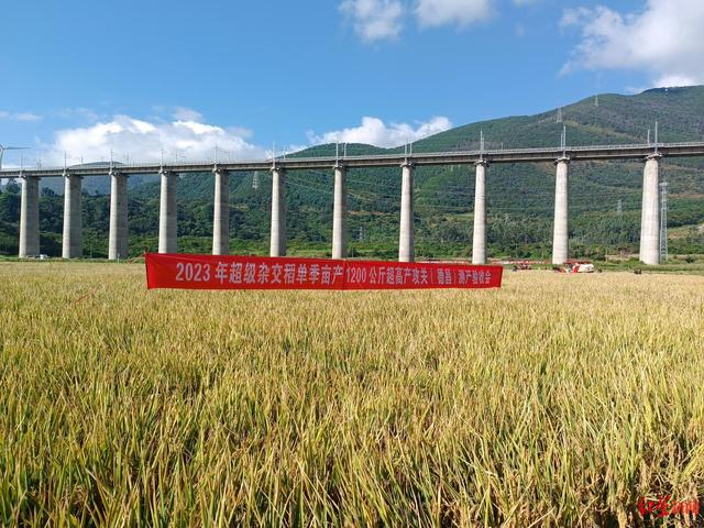 ▲超级杂交稻高产攻关示范项目