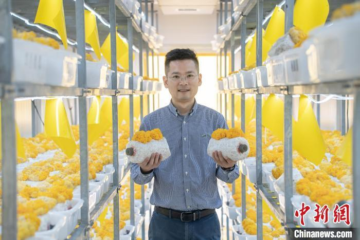 陈四海与“方舱金耳”合影。受访者供图