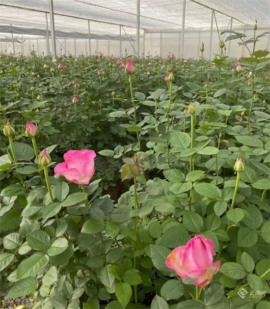 种植基地里的玫瑰，李雯 杨建华 摄