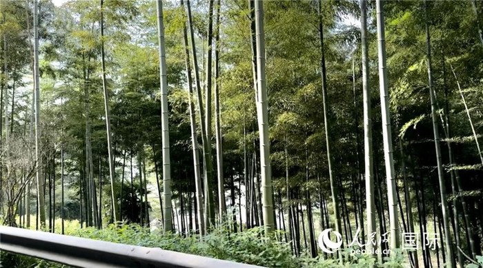 沿途中的竹林。人民网记者 周雨摄