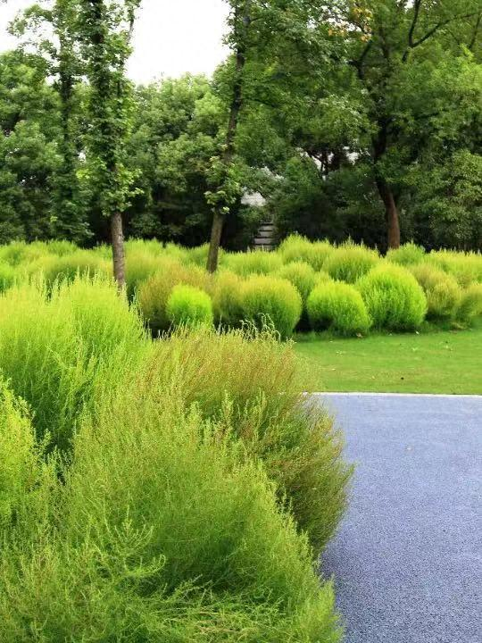 闸北公园 图源：区绿化市容局