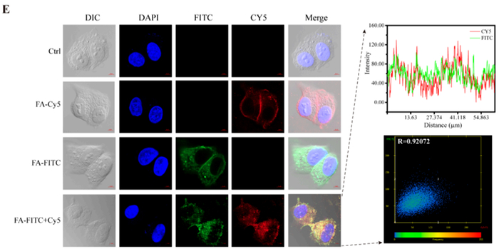 图4.脂质体对细胞摄取和分布的影响。