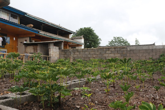 鹤庆县西邑镇西邑村乔仁甸自然村群众家里种植的重楼。李保彤摄