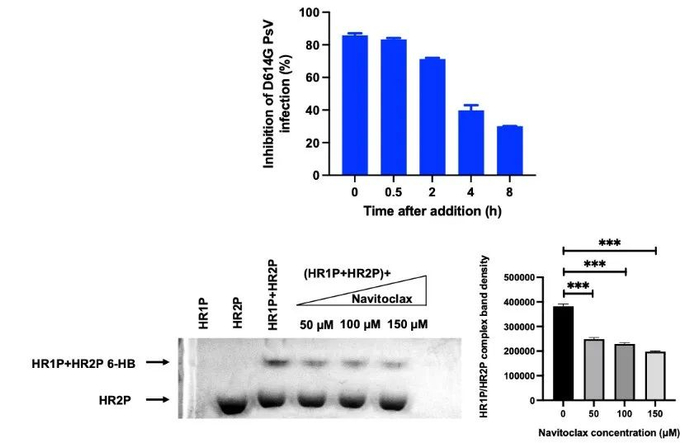 图2. Navitoclax对SARS-CoV-2的抗病毒机制