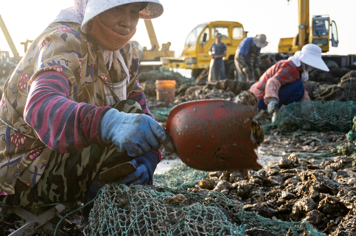 码头上的生蚝加工工人，时代财经摄
