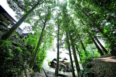     贵州省黔东南州丹寨县岩英村中的古树群。资料图片