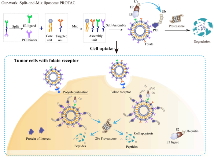 图1. 脂质体split-and-mix体系示意图