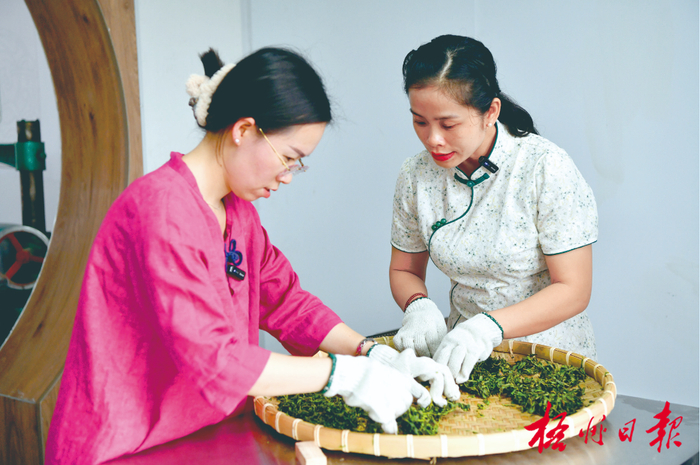 在苍梧县六堡镇广西芊河茶业发展有限公司，茶叶老师手把手教游客揉捻六堡茶。 何鎏 摄
