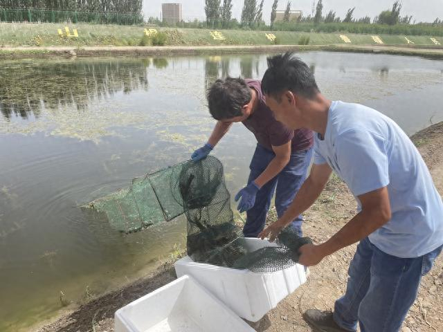 吴志友的养殖基地中，养殖户正在捕捞龙虾。巩持平摄