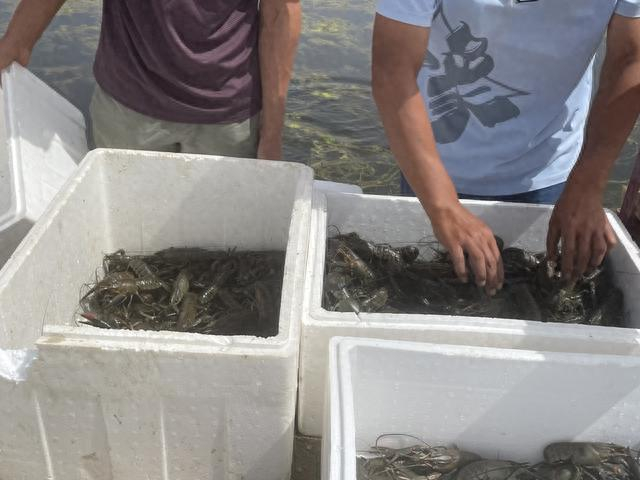 龙虾装箱，将运往喀什。巩持平摄