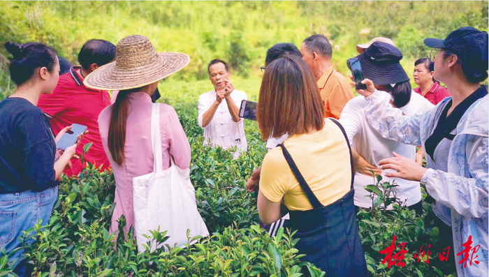 六堡茶制作技艺自治区级代表性非遗传承人陈伯昌（中）在六堡镇茶园给学生们上课。（受访者供图）