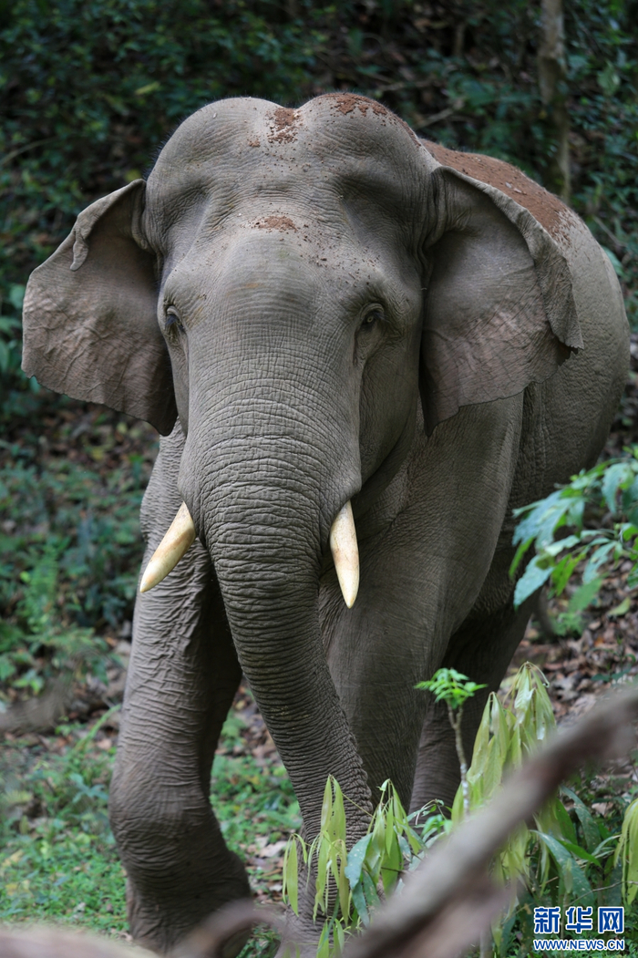 野生公象"竹笋牙"出没在西双版纳野象谷周边(资料图).