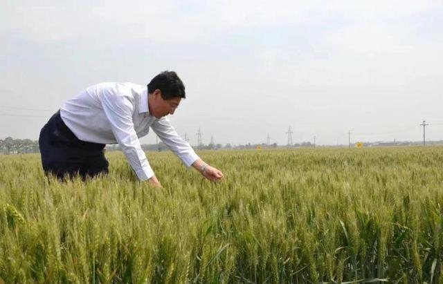 中国农大迎118周年校庆 全校吃上校长研发的小麦“花式”馒头