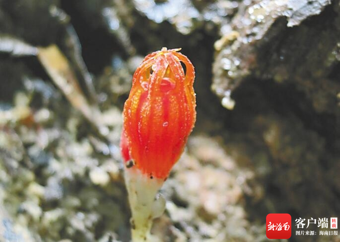 　　尖峰水玉杯。卢刚 摄