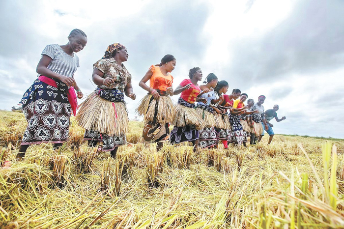 　　莫桑比克当地种植户在收获完的稻田里高兴地跳起草裙舞。 孙丽华摄