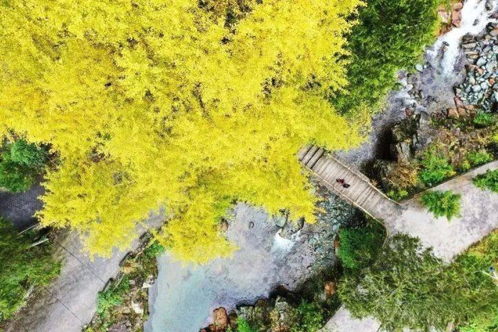 小桥流水与银杏树构成的如画美景