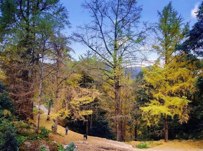 银杏树和青山绿树形成极具层次感的画面