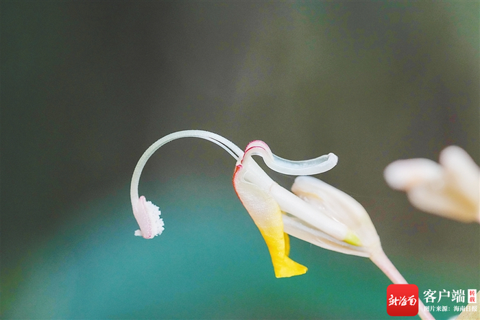 　　海南热带雨林五指山片区的一朵花。海南日报记者李天平摄