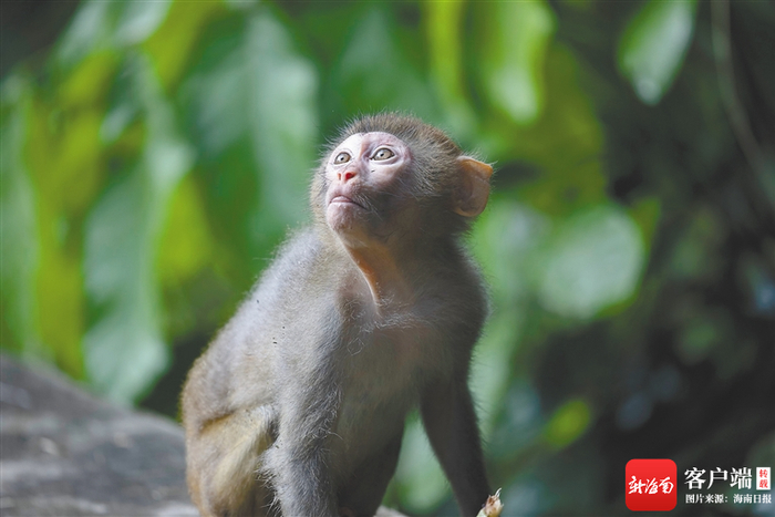 　　猕猴。陈泽锋 摄　