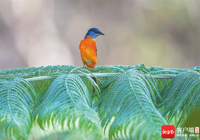 　　一只雄性灰喉山椒鸟站在海南热带雨林标志性植物桫椤叶片上。海南日报记者李天平摄