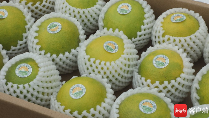 每个绿橙上都贴有一张果标。记者 郑光平 摄